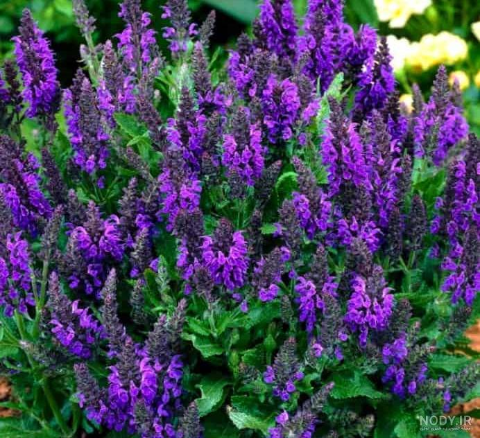 خواص چای بابونه برای کلیه
