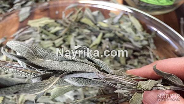 سوزاندن مریم گلی نی نی سایت سوزاندن مریم گلی نی نی سایت
