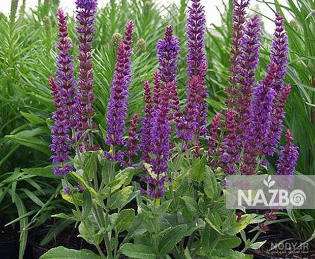 عکس مریم قلی خانی