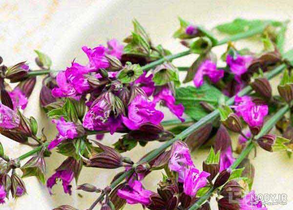 عکس مریم گلی خشک شده