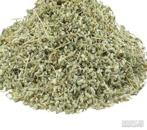 عکس مریم گلی پنبه ای خشک شده عکس مریم گلی پنبه ای خشک شده