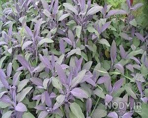 عکس مریم گلی پنبه ای خشک شده