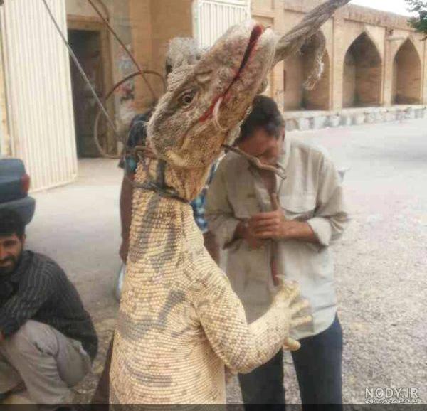 سوغات شاهین شهر سوغات شاهین شهر