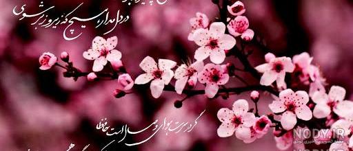 عکس شکوفه