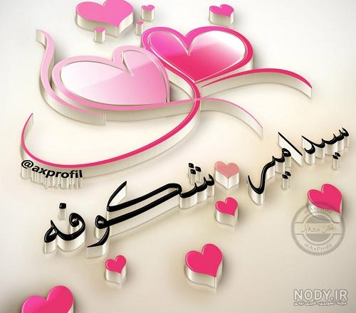 عکس پروفایل اسم شکوفه