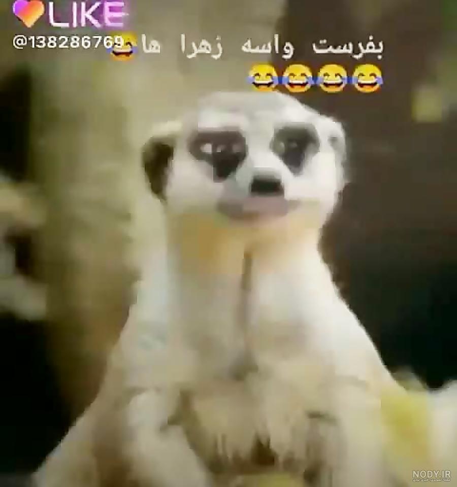 متن در مورد زهرا