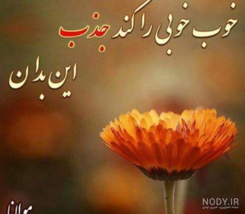 ناب ترین اشعار مولانا