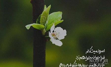 عکس عاشقانه بهاری دونفره عکس عاشقانه بهاری دونفره