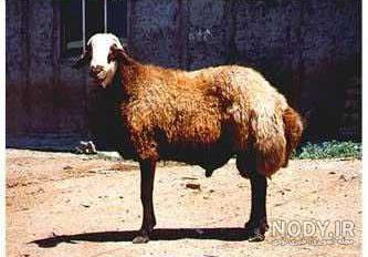 بره چیست بره چیست