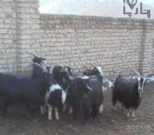 بهترین نژاد گوسفندان ایرانی شال بهترین نژاد گوسفندان ایرانی شال