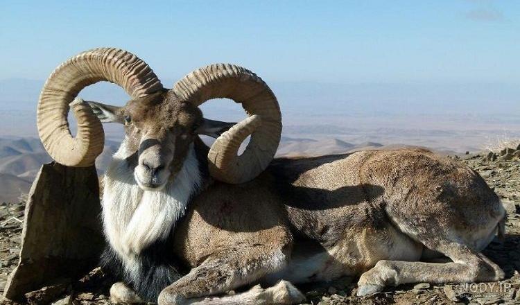 بهترین نژاد گوسفندان ایرانی شال بهترین نژاد گوسفندان ایرانی شال