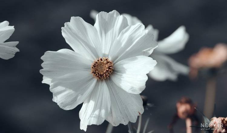 تصویر زمینه گل زیبا تصویر زمینه گل زیبا