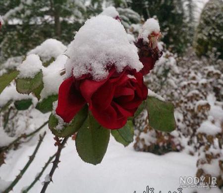 عکس برف پاییزی عکس برف پاییزی