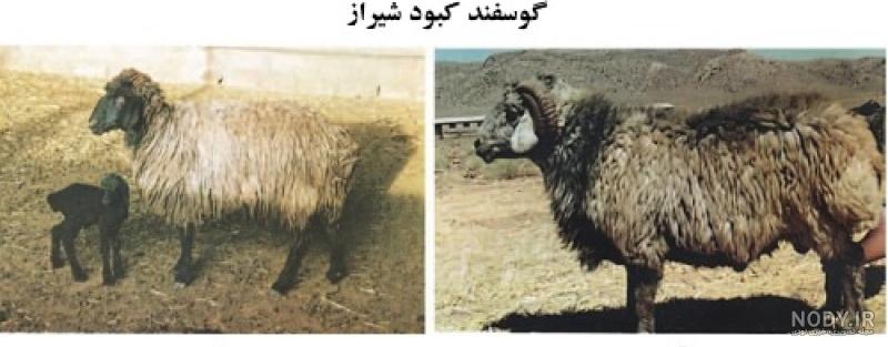 عکس قوچ کبود عکس قوچ کبود