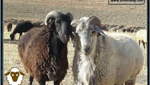 میش سوز ملحه میش سوز ملحه