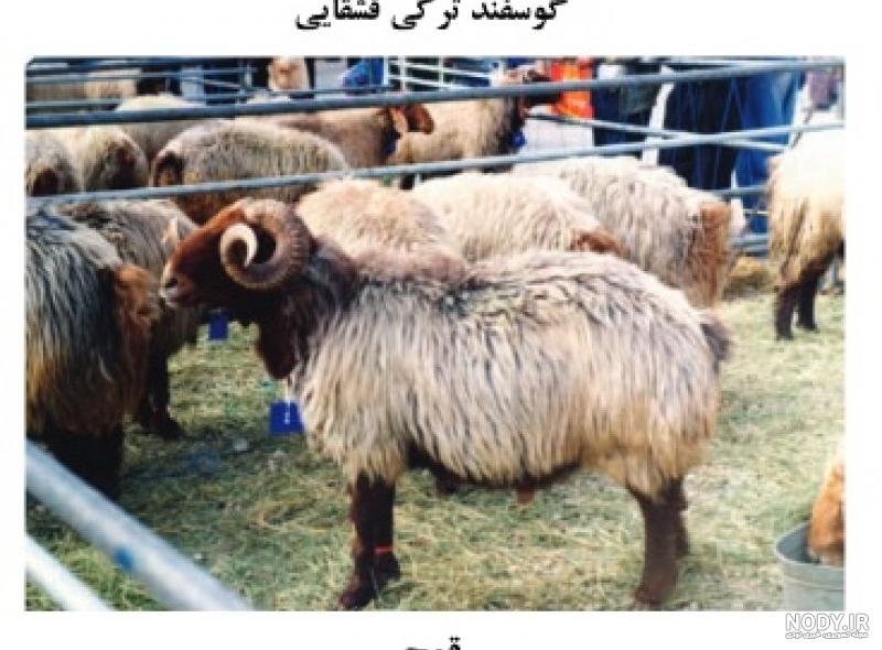 میش سیاه کبود قم میش سیاه کبود قم