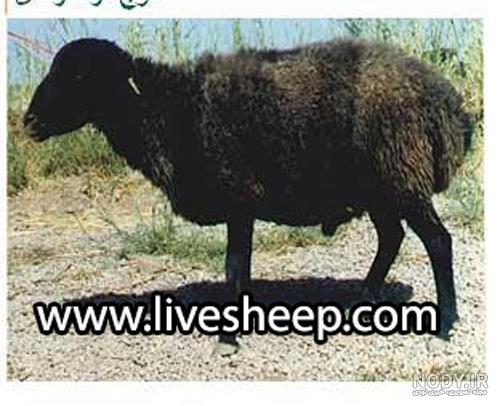 نژاد سیاه کبود قم نژاد سیاه کبود قم
