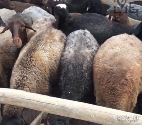 نژاد گوسفندان پاکستانی نژاد گوسفندان پاکستانی