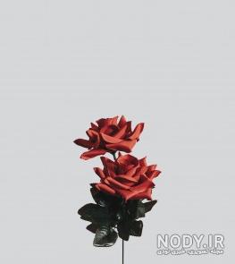 والپیپر گل برای گوشی والپیپر گل برای گوشی