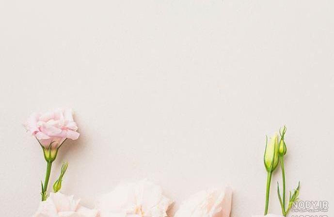 گل برای تصویر زمینه گل برای تصویر زمینه