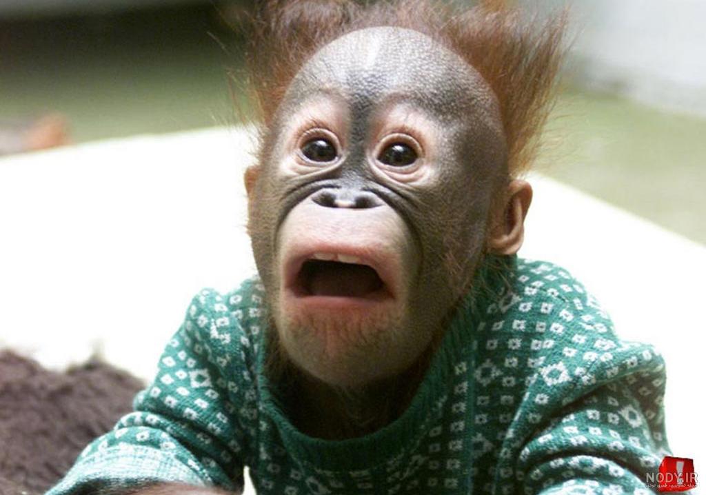 عکس خفن عکس میمون زشت سیاه