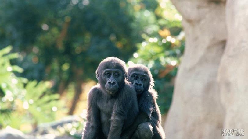 عکس خفن عکس میمون زشت سیاه