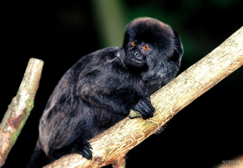عکس خفن عکس میمون زشت سیاه