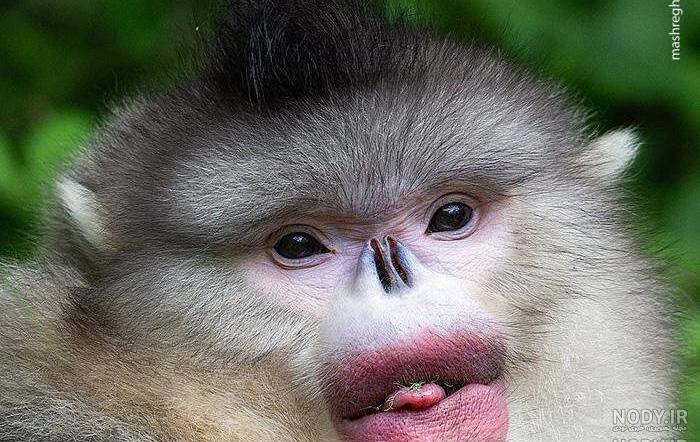 عکس میمون زشت خنده دار