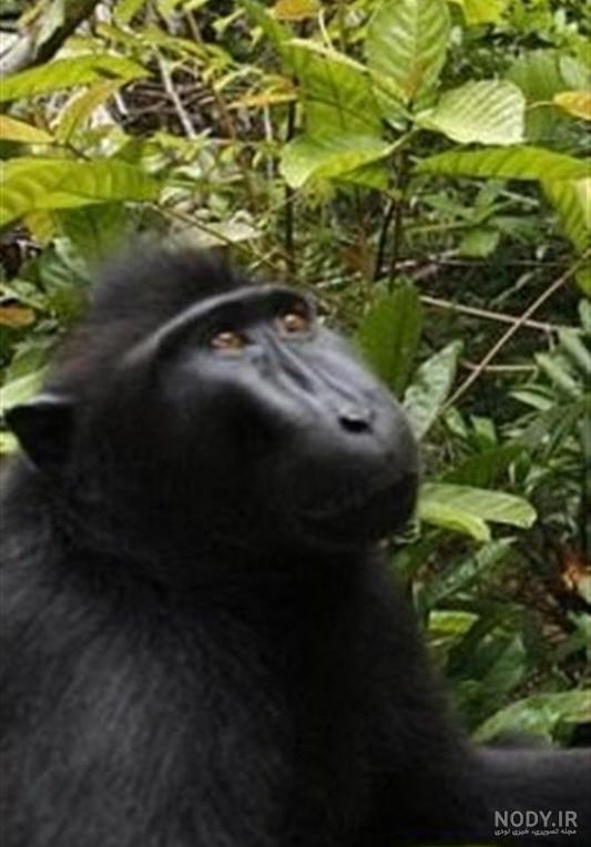 عکس خفن عکس میمون زشت سیاه