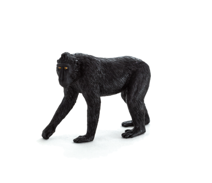 عکس میمون زشت خنده دار