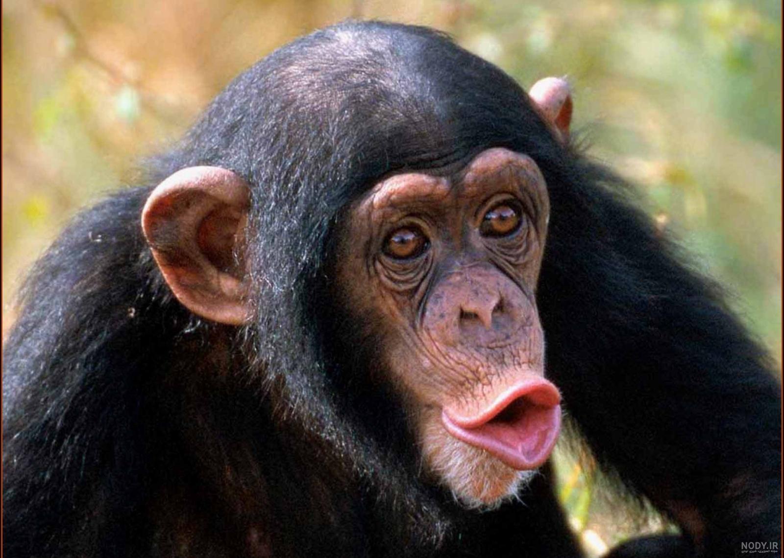 عکس خفن عکس میمون زشت سیاه