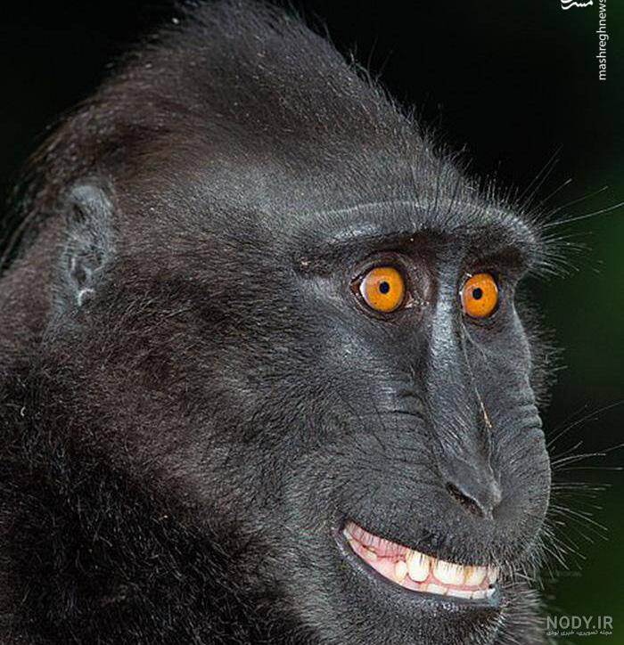 عکس میمون زشت خنده دار