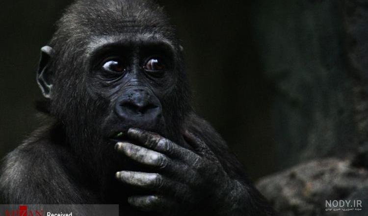 عکس خفن عکس میمون زشت سیاه
