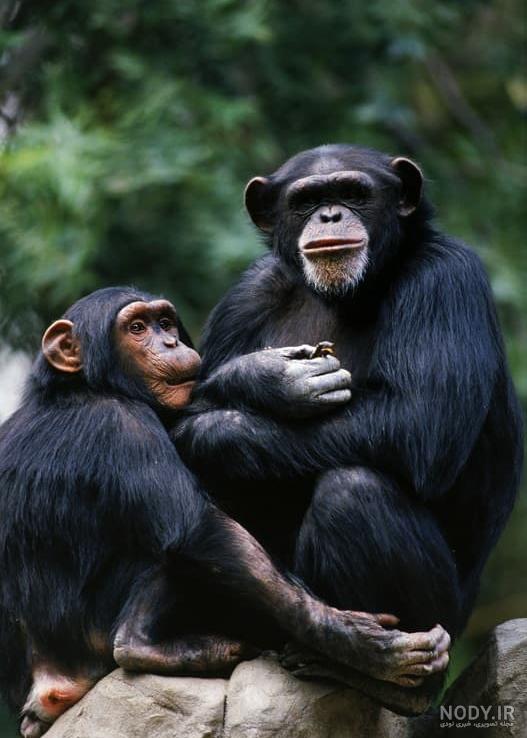 عکس خفن عکس میمون زشت سیاه