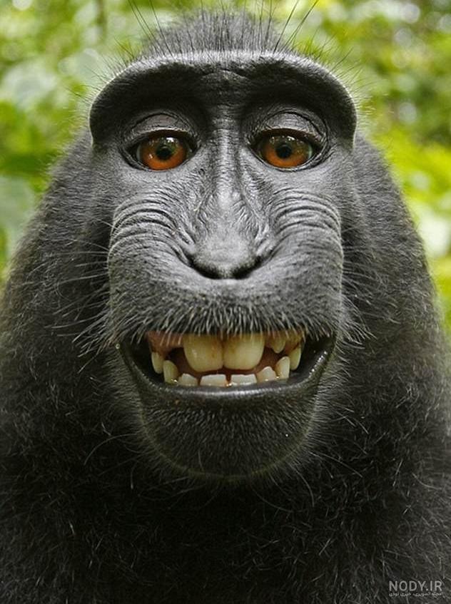 عکس خفن عکس میمون زشت سیاه