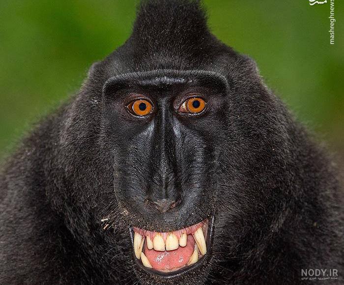 عکس خفن عکس میمون زشت سیاه
