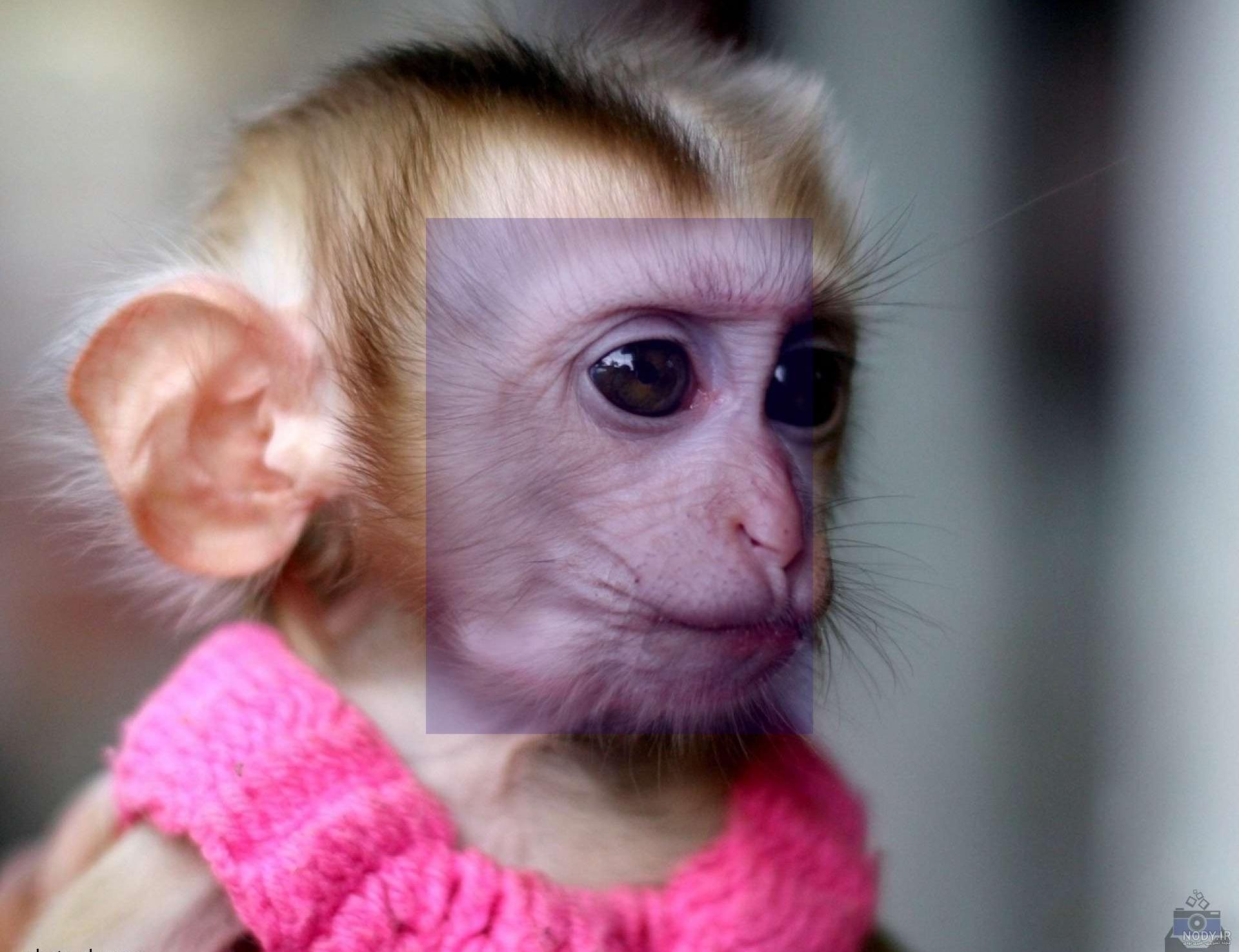 عکس خفن عکس میمون زشت سیاه