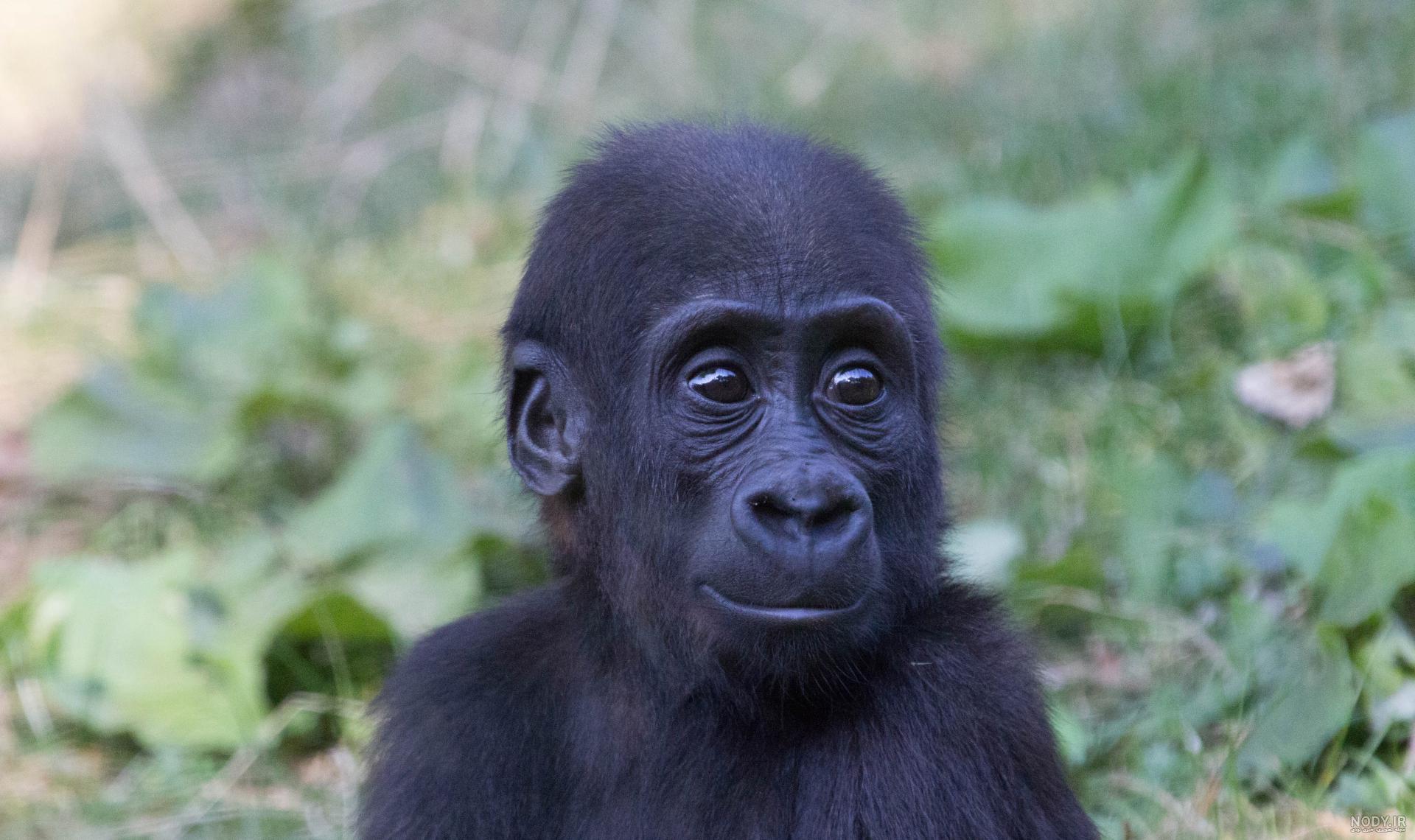 عکس خفن عکس میمون زشت سیاه