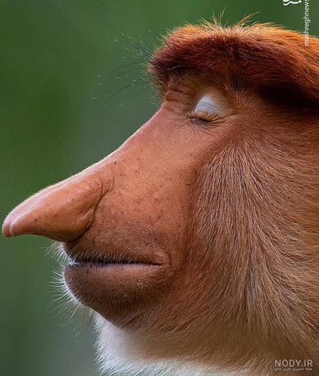 عکس خفن عکس میمون زشت سیاه