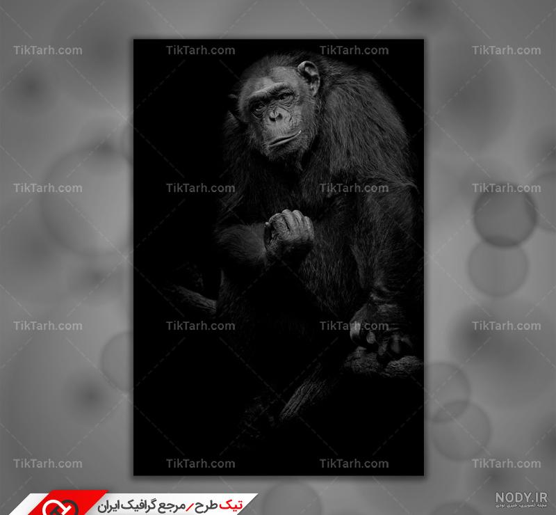 عکس میمون زشت خنده دار