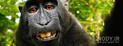 عکس خفن عکس میمون زشت سیاه