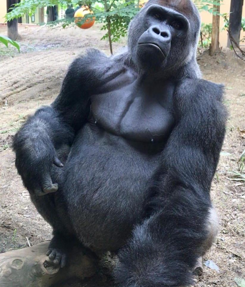 عکس میمون زشت سیاه