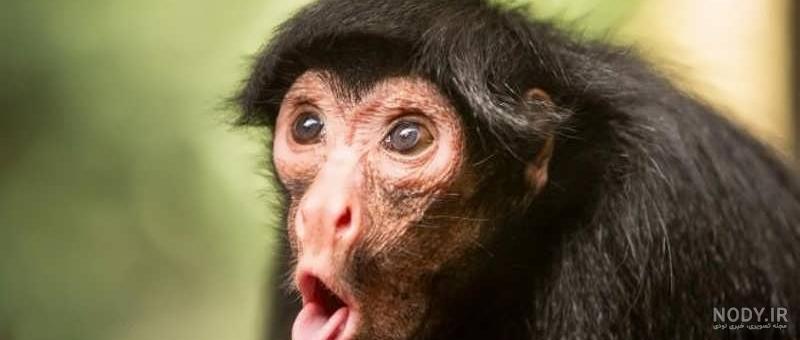 عکس خفن عکس میمون زشت سیاه