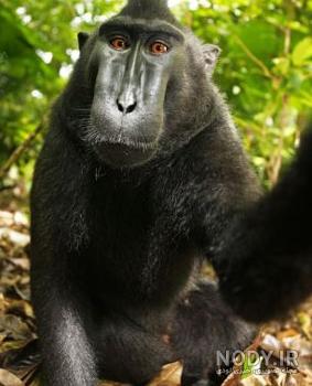 عکس خفن عکس میمون زشت سیاه