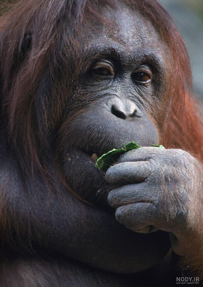 عکس میمون زشت خنده دار