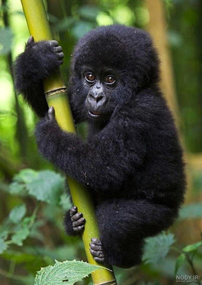 عکس خفن عکس میمون زشت سیاه