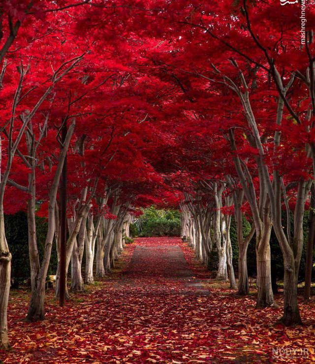 تصاویر زیبای پاییزی عاشقانه