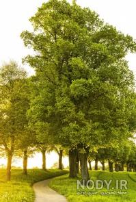 تصویر زمینه زیبا برای گوشی دخترانه تصویر زمینه زیبا برای گوشی دخترانه