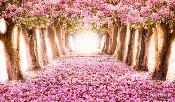 عکس از منظره صورتی عکس از منظره صورتی