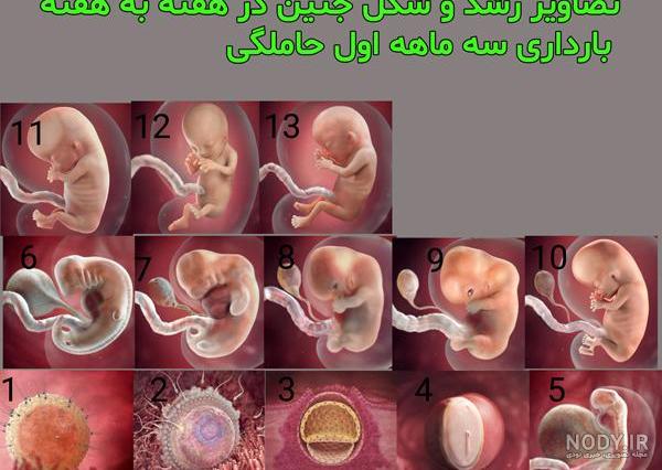 عکس اندام تناسلی جنین دختر عکس اندام تناسلی جنین دختر